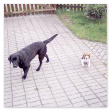 Hundefreundliche Ferienwohnung