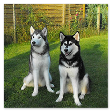 Ferienwohnung mit Hund in Mecklenburg Nord West
