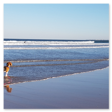 Urlaub mit Hund in Kühlungsborn an der Ostsee