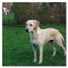 Bild Labrador