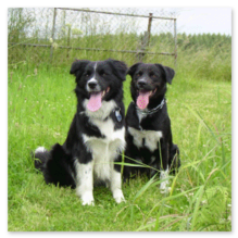 Mit Hund in Urlaub in MV