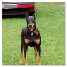 Bild Dobermann im Urlaub mit Hund