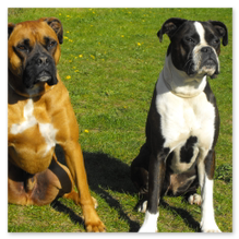 Auch Ihr Hund wird den Urlaub genießen