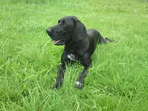 Bild Clara Deutsch Kurzhar Hündin