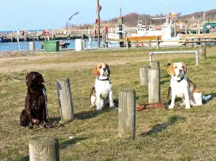 Strand und Deichlandschaft auf der Insel Poel