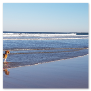 Urlaub mit Hund in Kühlungsborn an der Ostsee